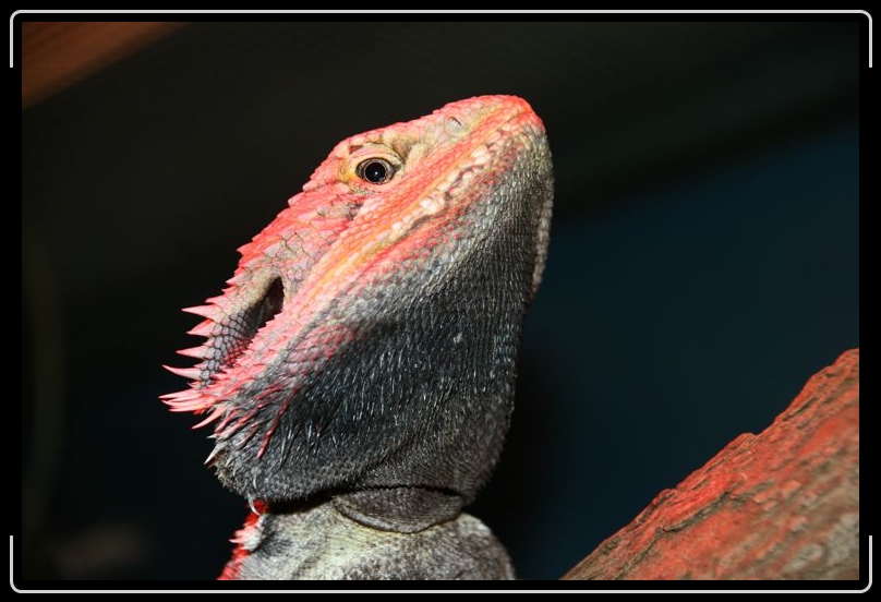 IMG_2137.jpg - Since it was cool this guy sat up by the infrared lamp which is why his head is red.